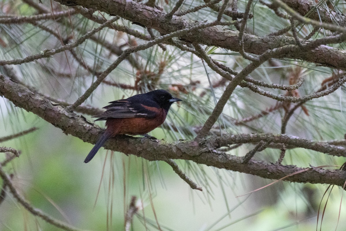 Orchard Oriole - ML619288025