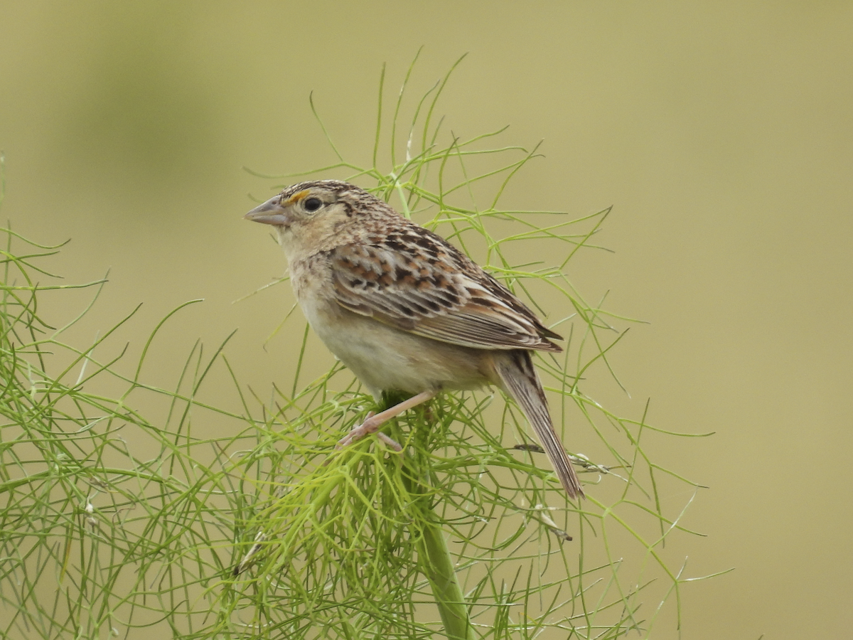 Grasshopper Sparrow - ML619288030