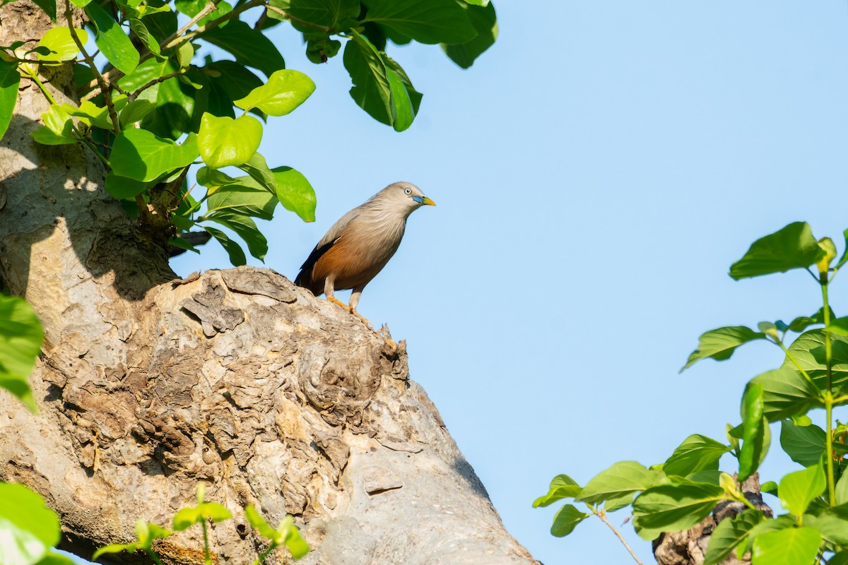 Chestnut-tailed Starling - ML619288093