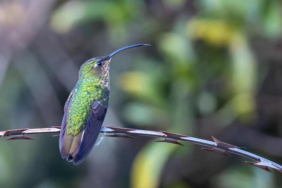 kolibřík aksamitový - ML619288120