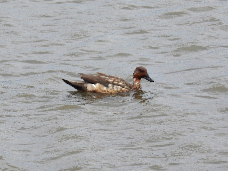 Crested Duck - ML619288274