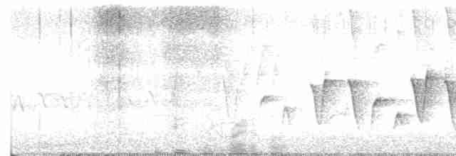 Очковая хвойница - ML619288328