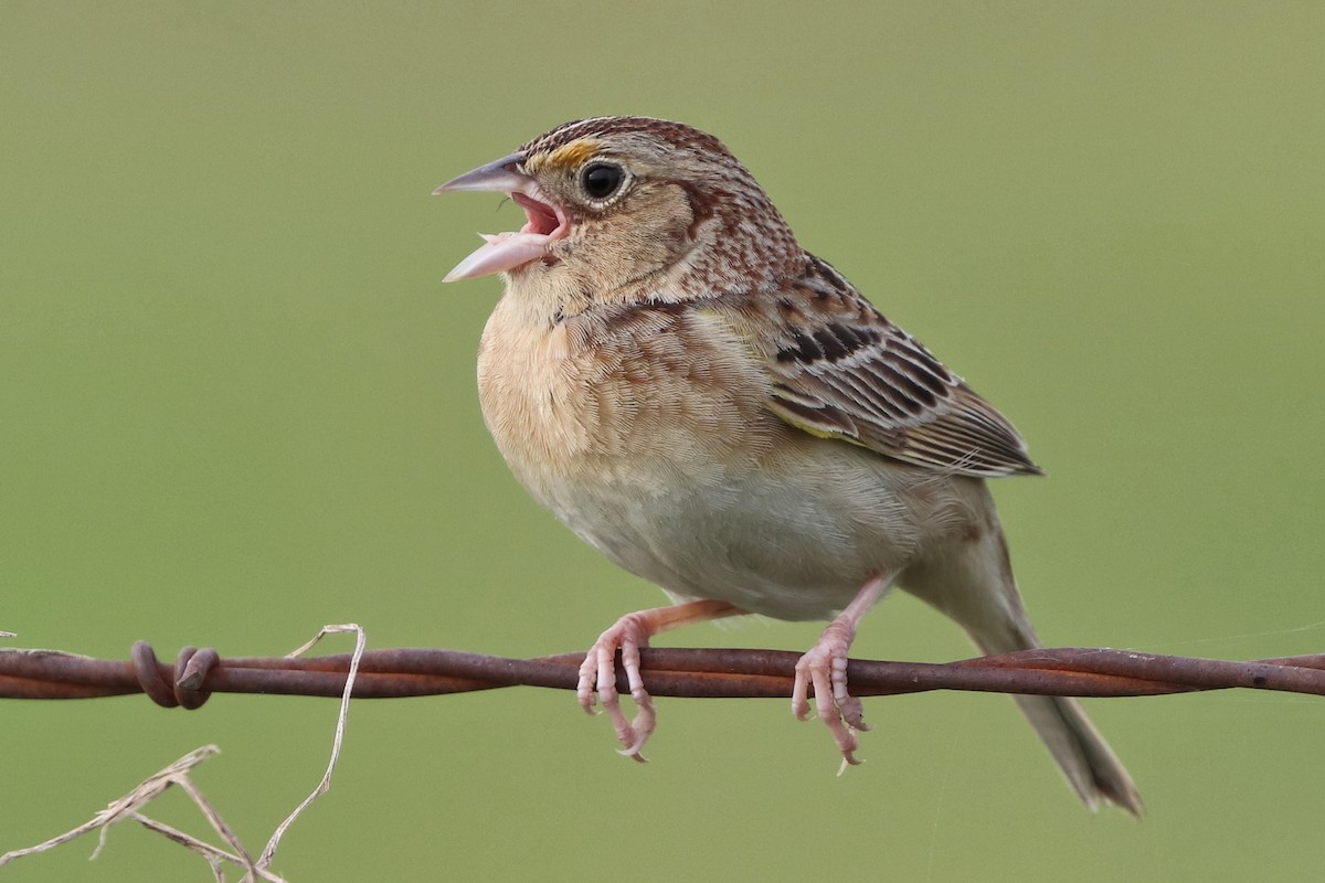 Grasshopper Sparrow - ML619288329
