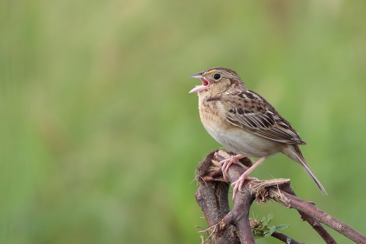 Grasshopper Sparrow - ML619288330