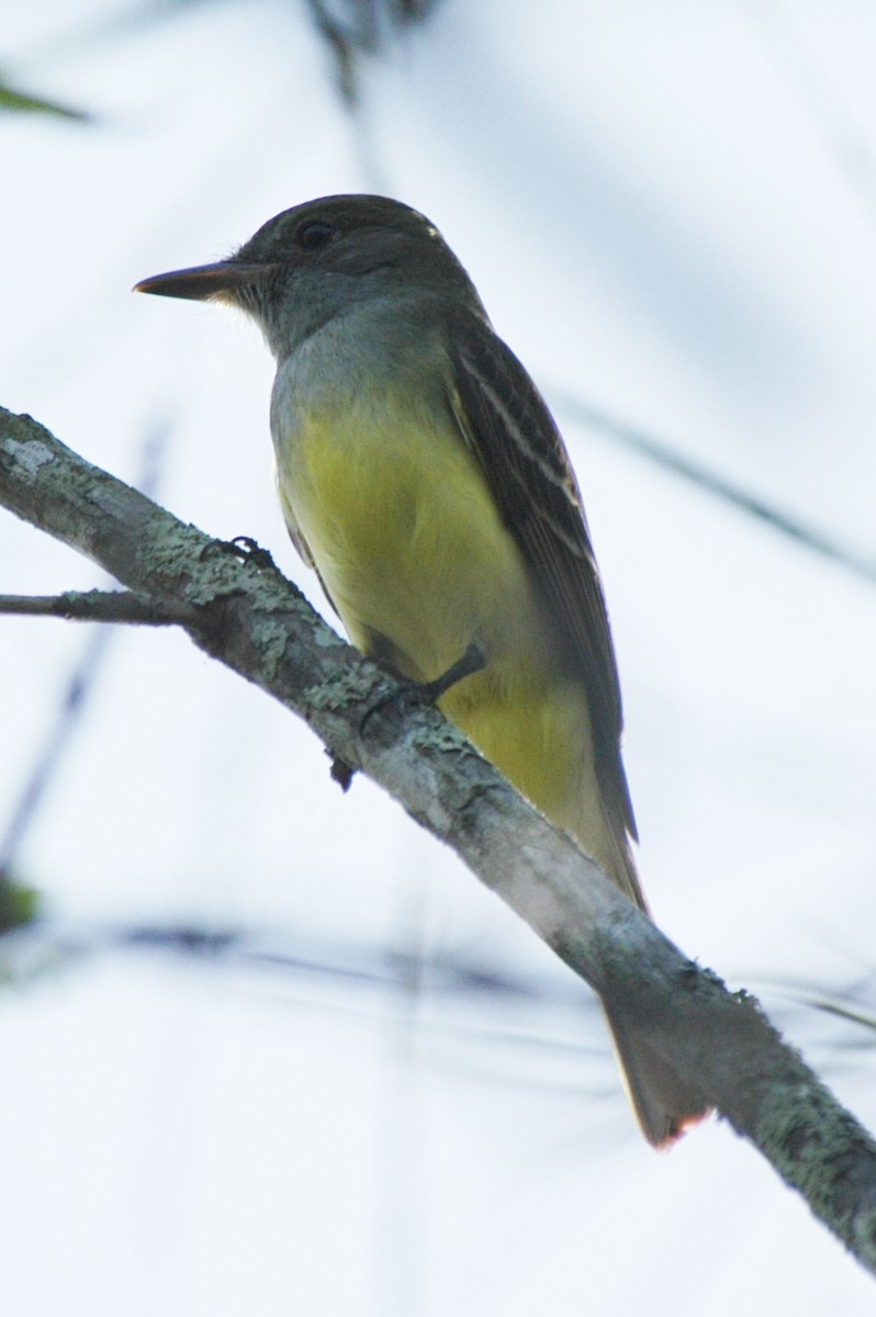 Great Crested Flycatcher - ML619288336