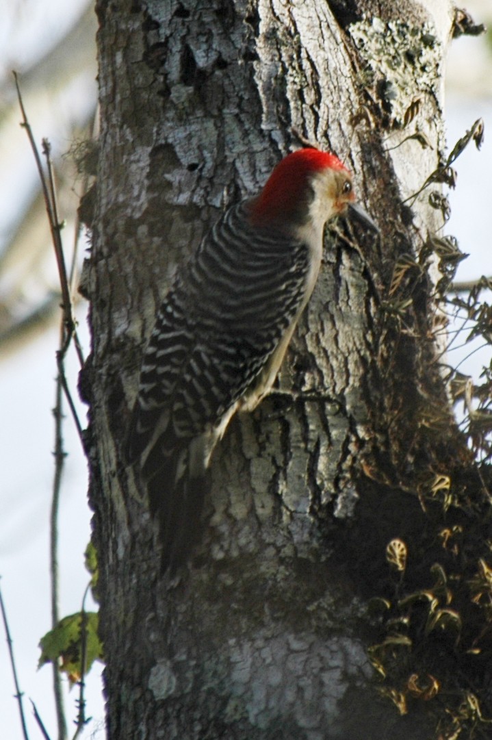 Red-bellied Woodpecker - ML619288340