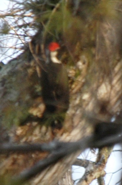 Pileated Woodpecker - ML619288345