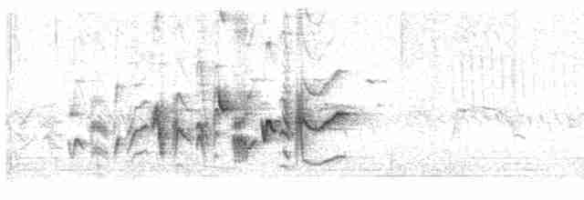 Віреон короткокрилий (підвид pusillus) - ML619288405