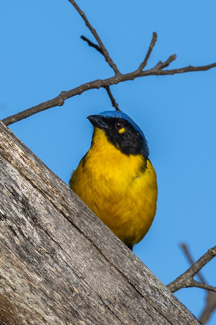 Black-cheeked Mountain Tanager - ML619288433