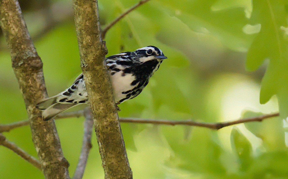 Black-and-white Warbler - ML619288435