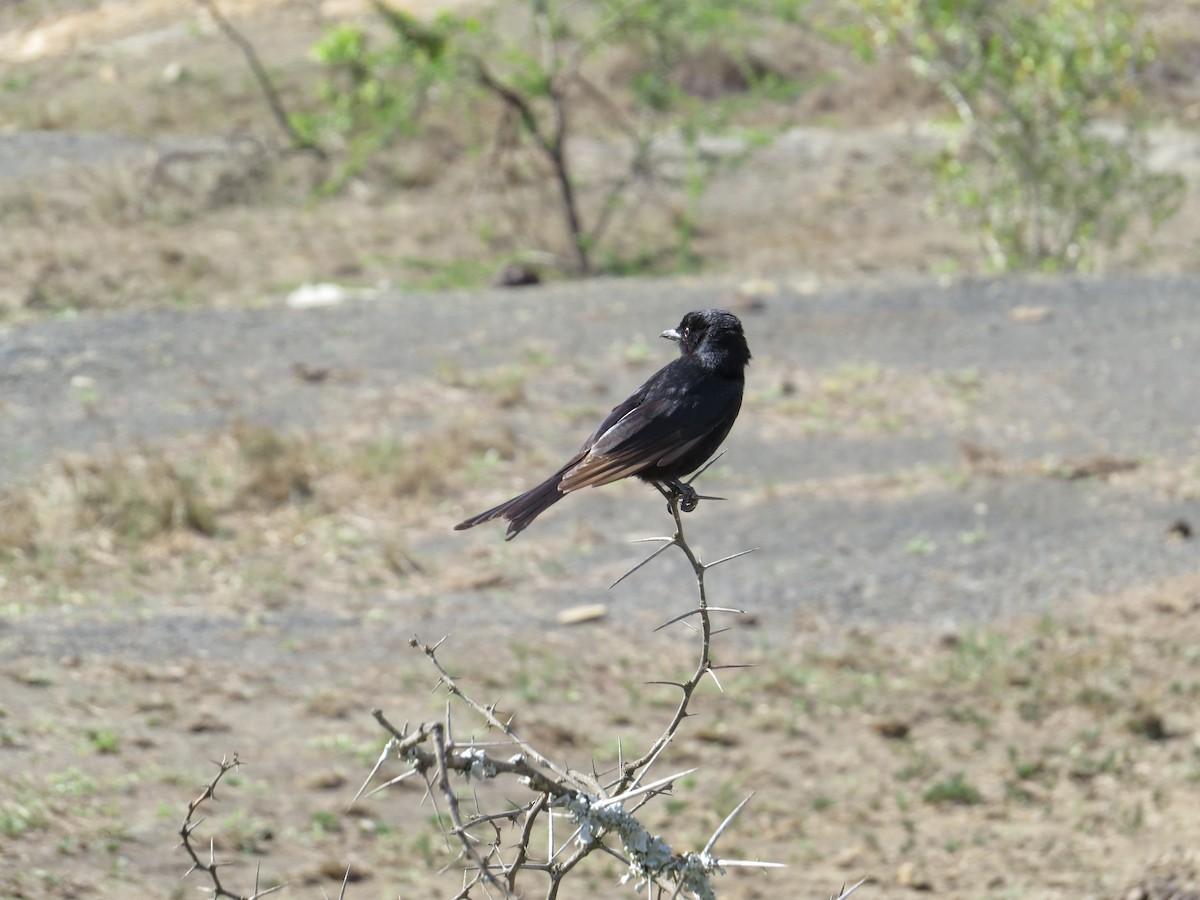 Fork-tailed Drongo - ML619288436