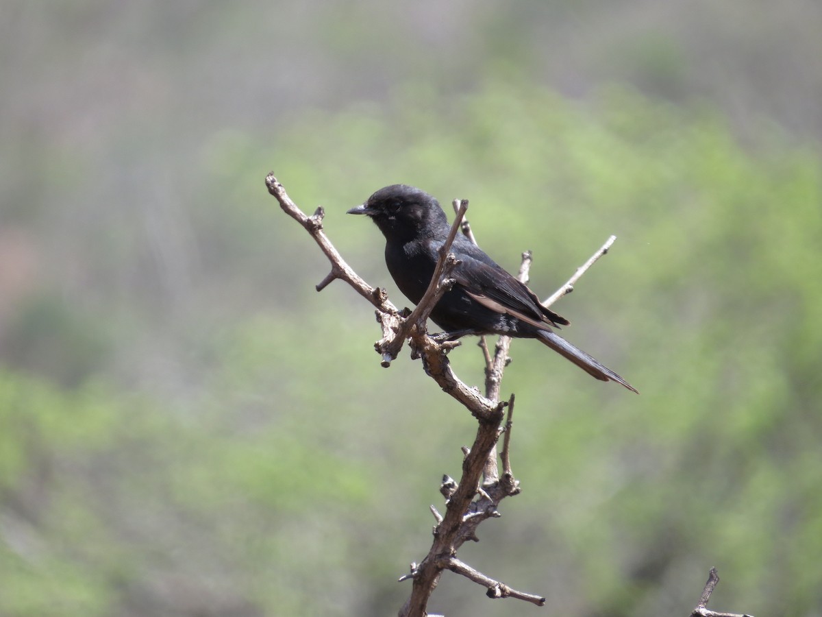 Fork-tailed Drongo - ML619288442