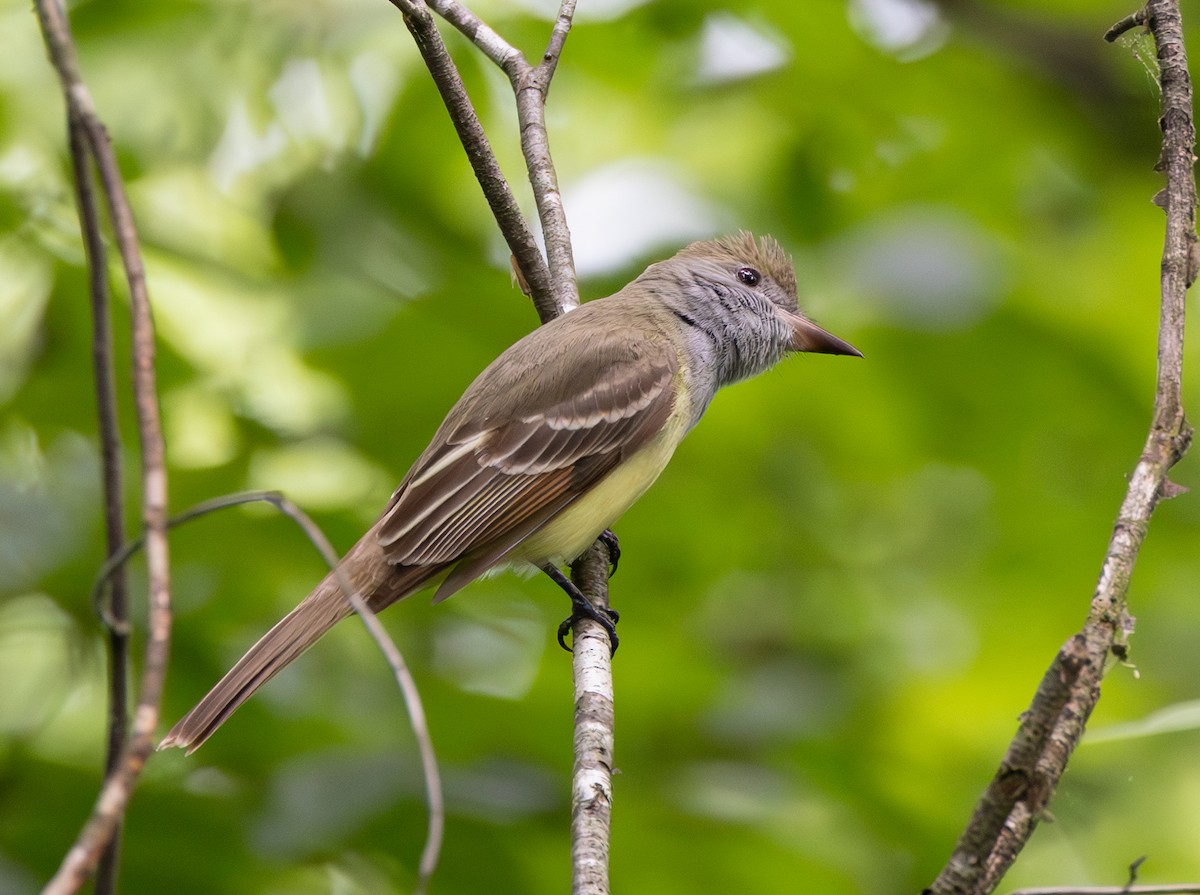 Great Crested Flycatcher - ML619288444