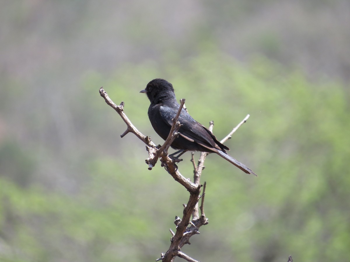 Fork-tailed Drongo - ML619288449