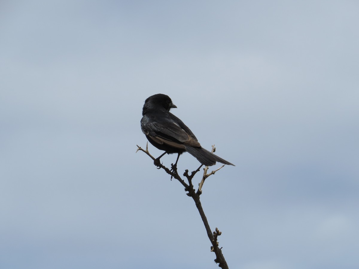 Fork-tailed Drongo - ML619288452
