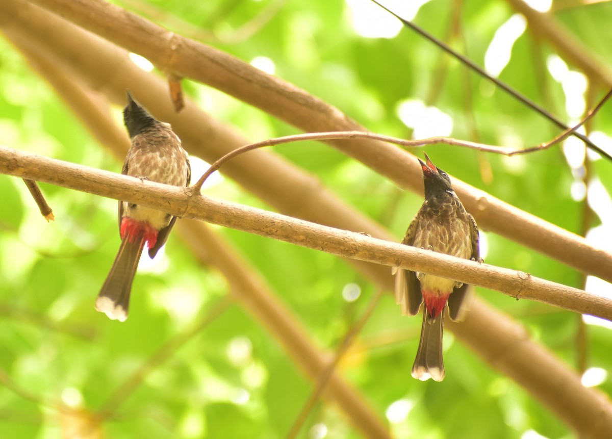 Red-vented Bulbul - ML619288457