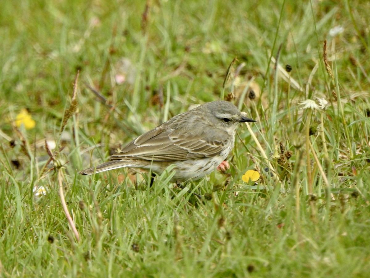 Water Pipit - ML619288478