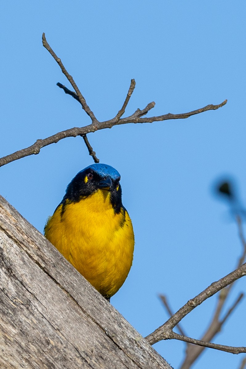Black-cheeked Mountain Tanager - ML619288481