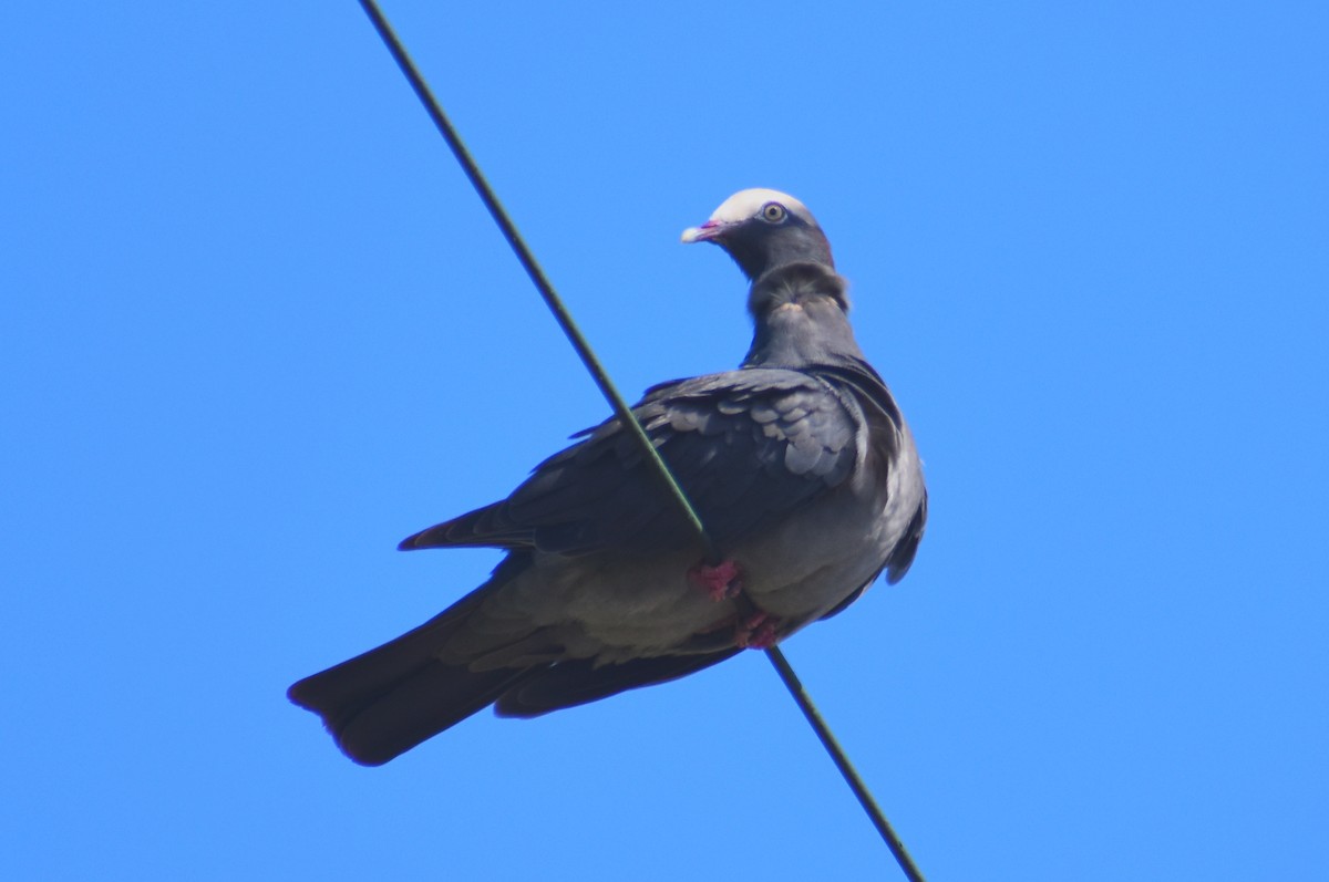 Pigeon à couronne blanche - ML619288502