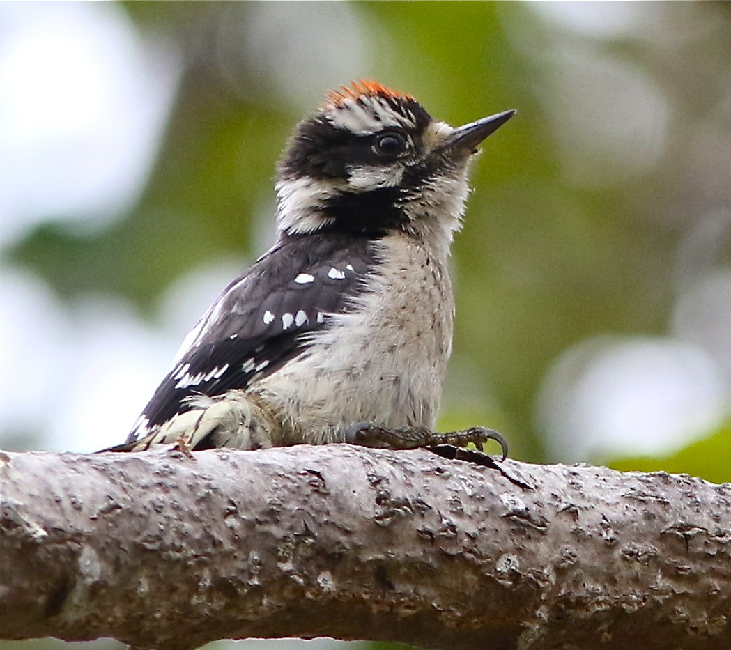 Downy Woodpecker (Pacific) - Don Roberson