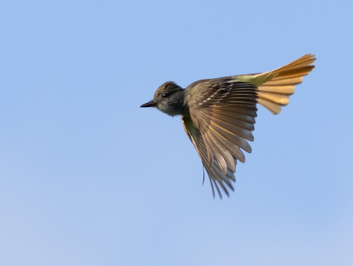 Great Crested Flycatcher - ML619288536
