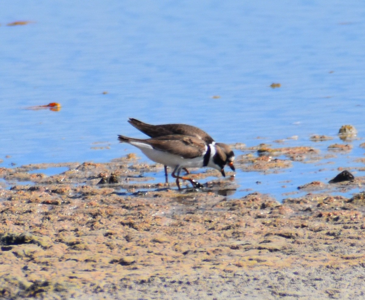 Semipalmated Plover - ML619288538