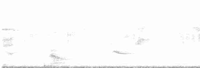 Connecticut Warbler - ML619288562