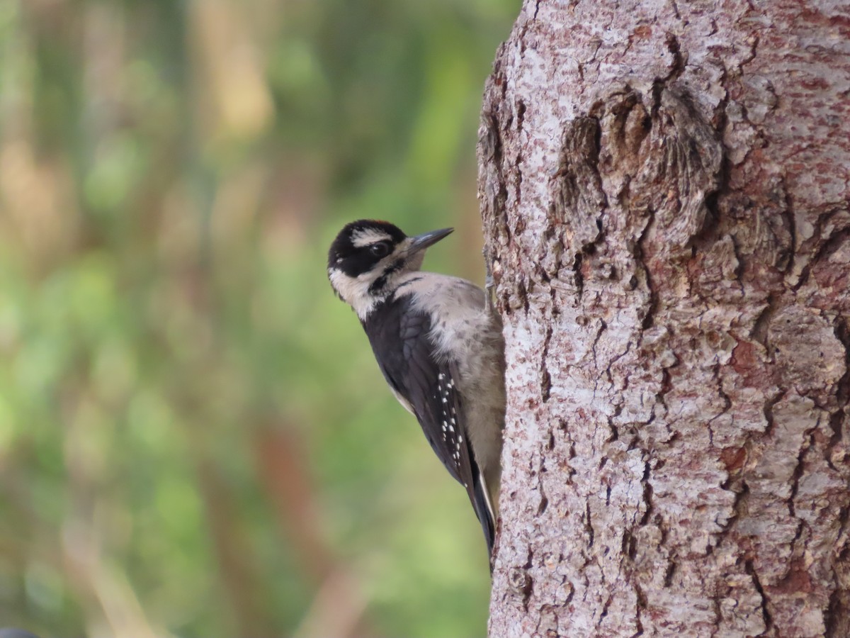 Hairy Woodpecker (Pacific) - ML619288626