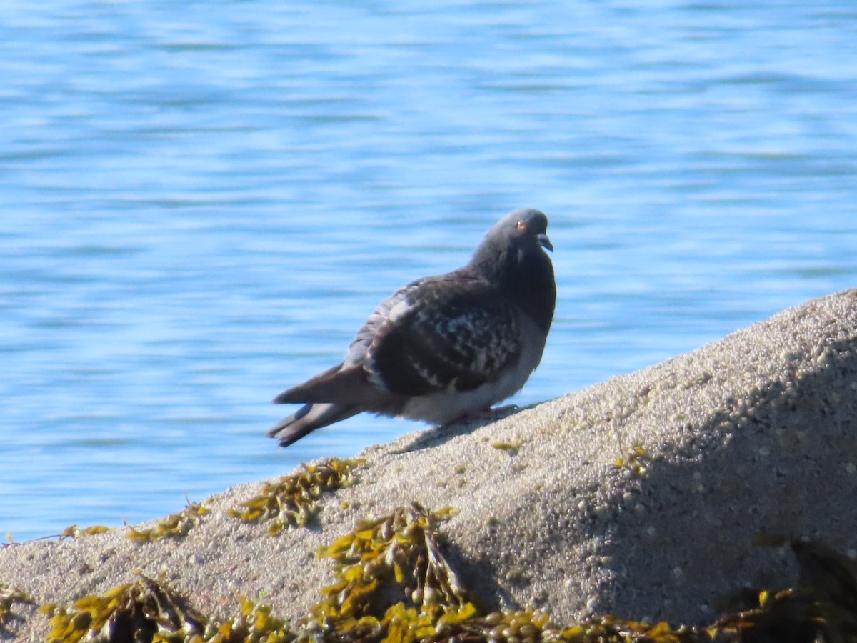 Rock Pigeon (Feral Pigeon) - ML619288712