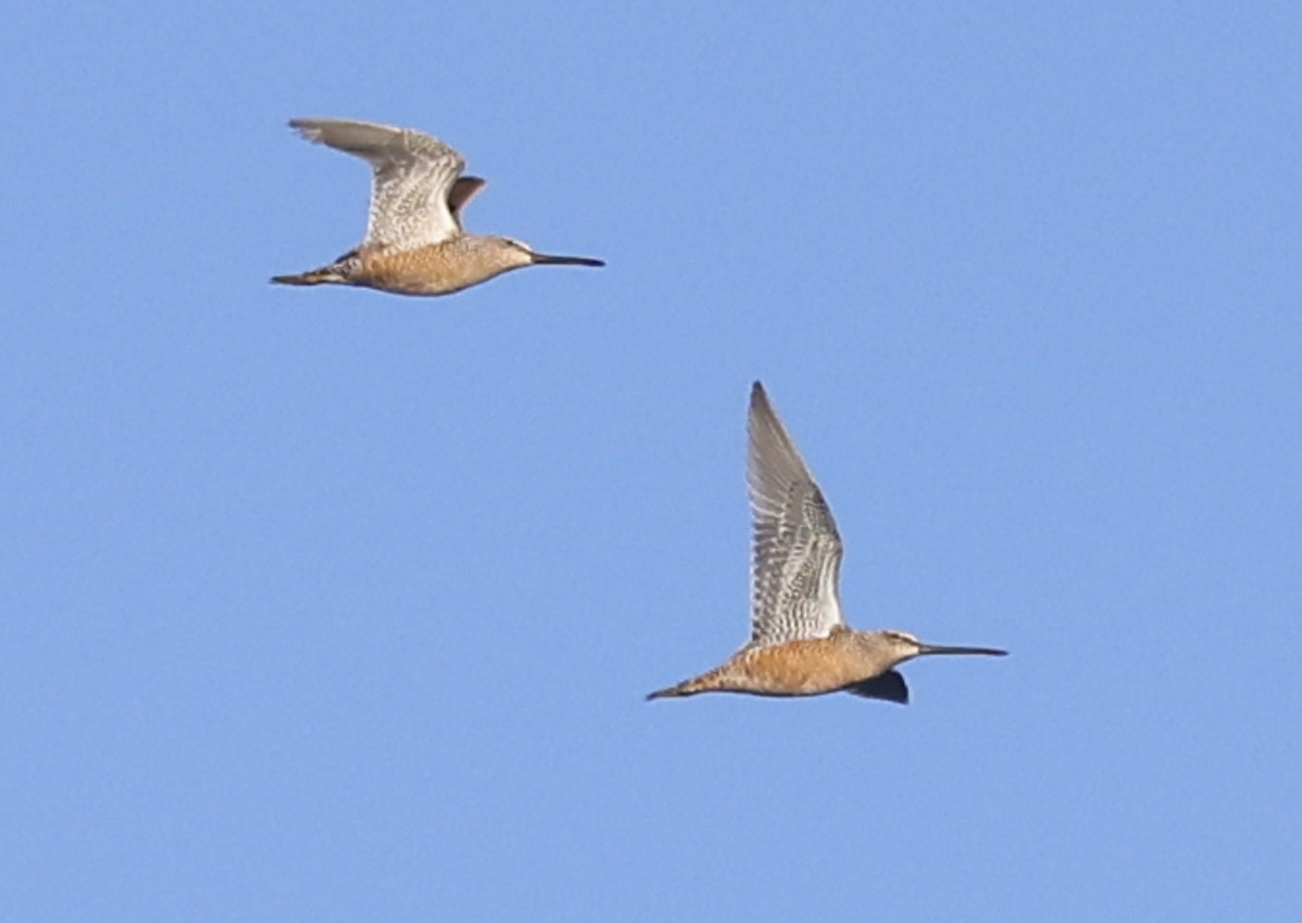 Long-billed Dowitcher - ML619288835