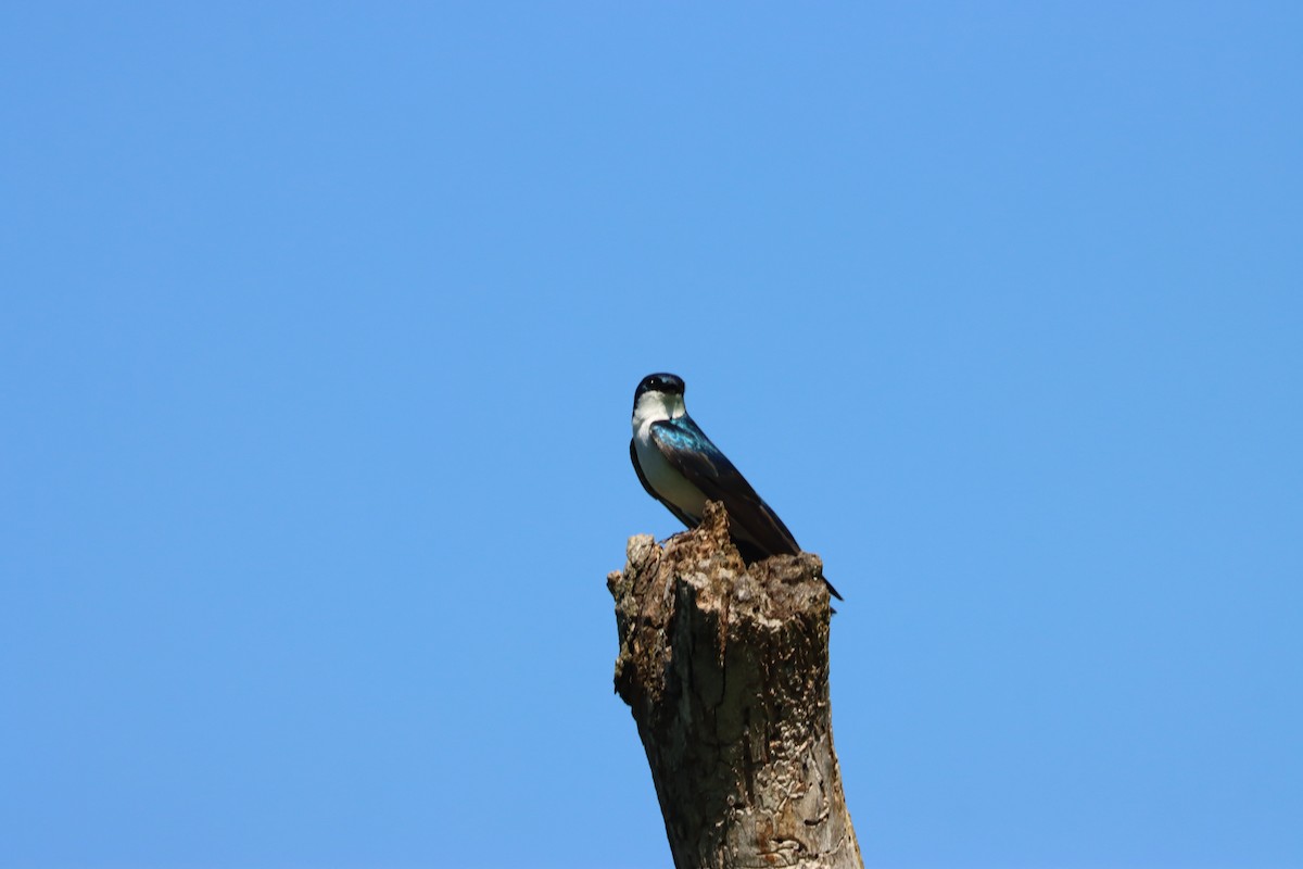 Tree Swallow - ML619288904