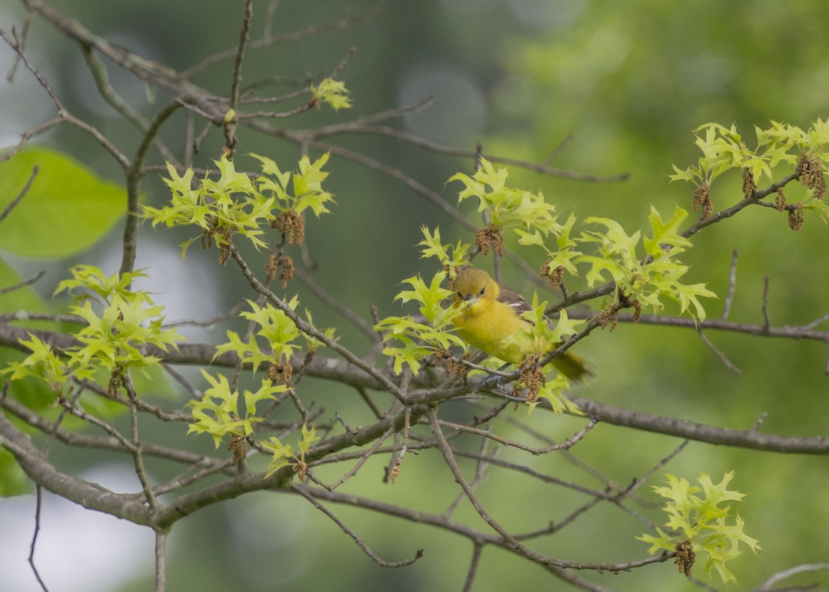Orchard Oriole - ML619288936