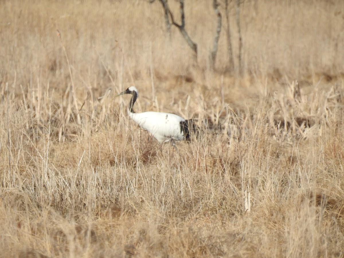 Red-crowned Crane - ML619288959