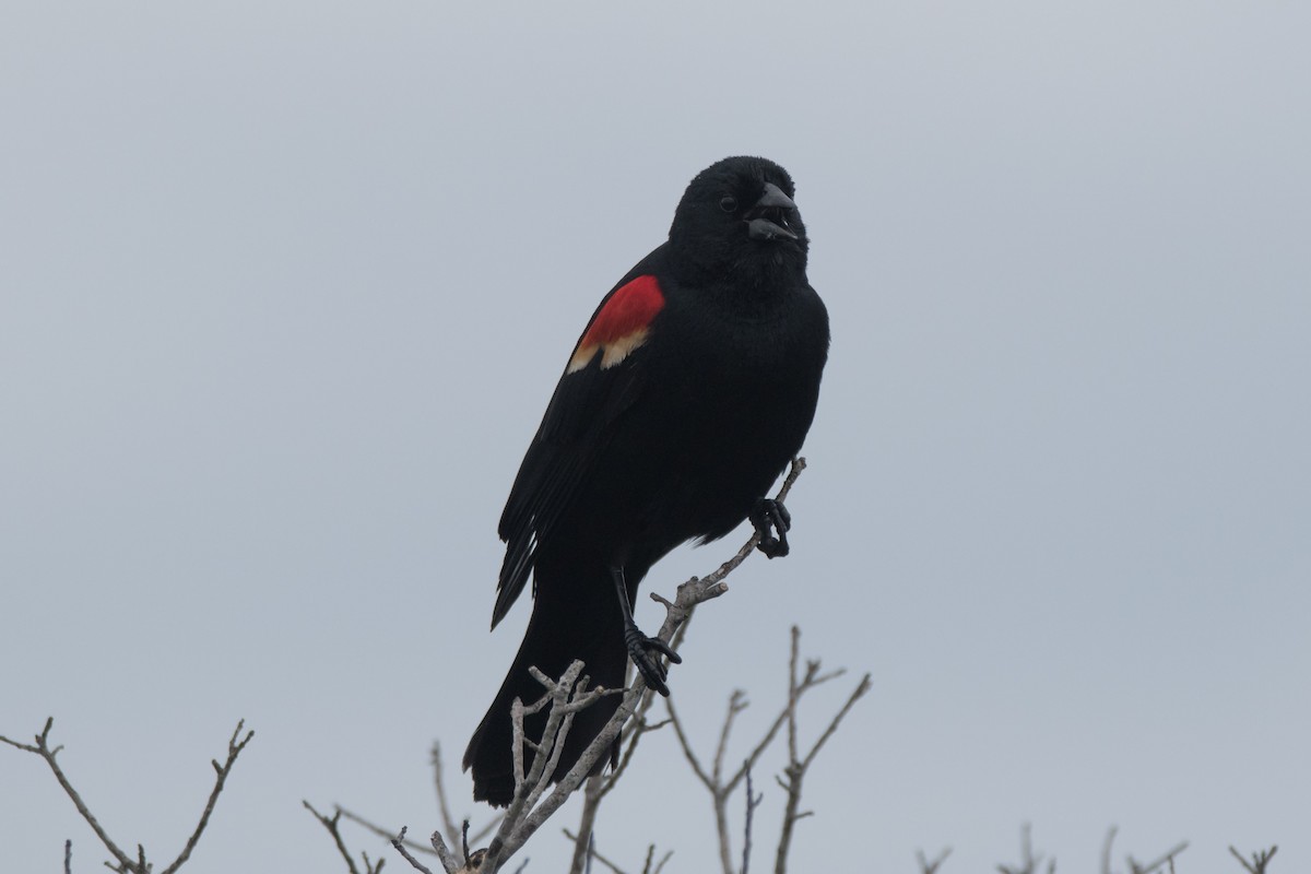 Red-winged Blackbird - ML619288978
