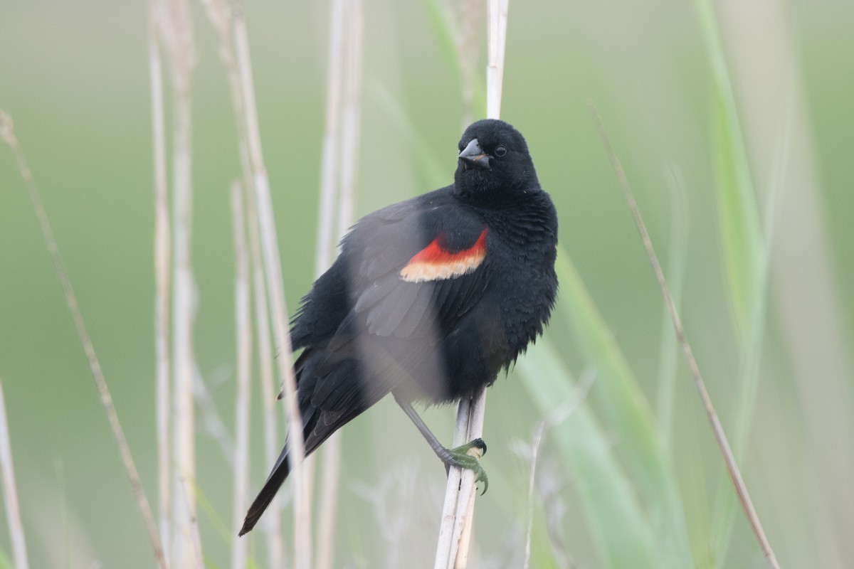 Red-winged Blackbird - ML619288980