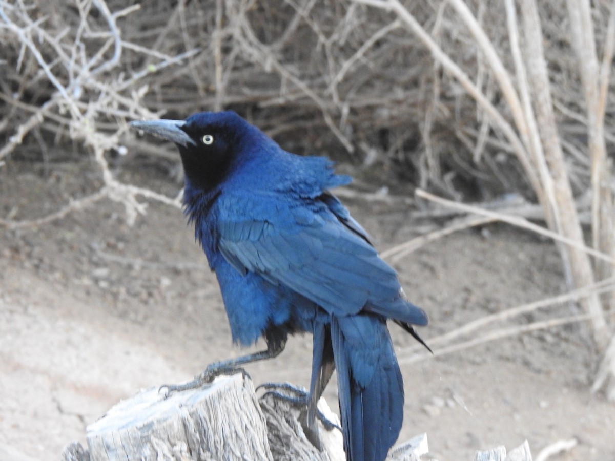Great-tailed Grackle - ML619289023