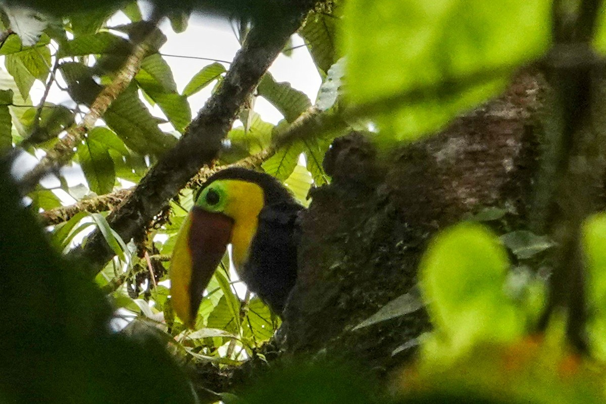 Yellow-throated Toucan (Chestnut-mandibled) - ML619289024