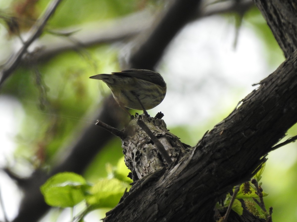 Cape May Warbler - ML619289032