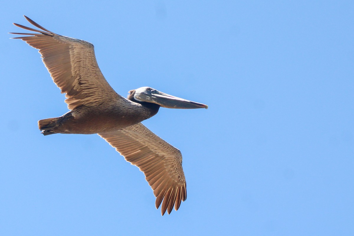 Бурый пеликан (californicus) - ML619289042