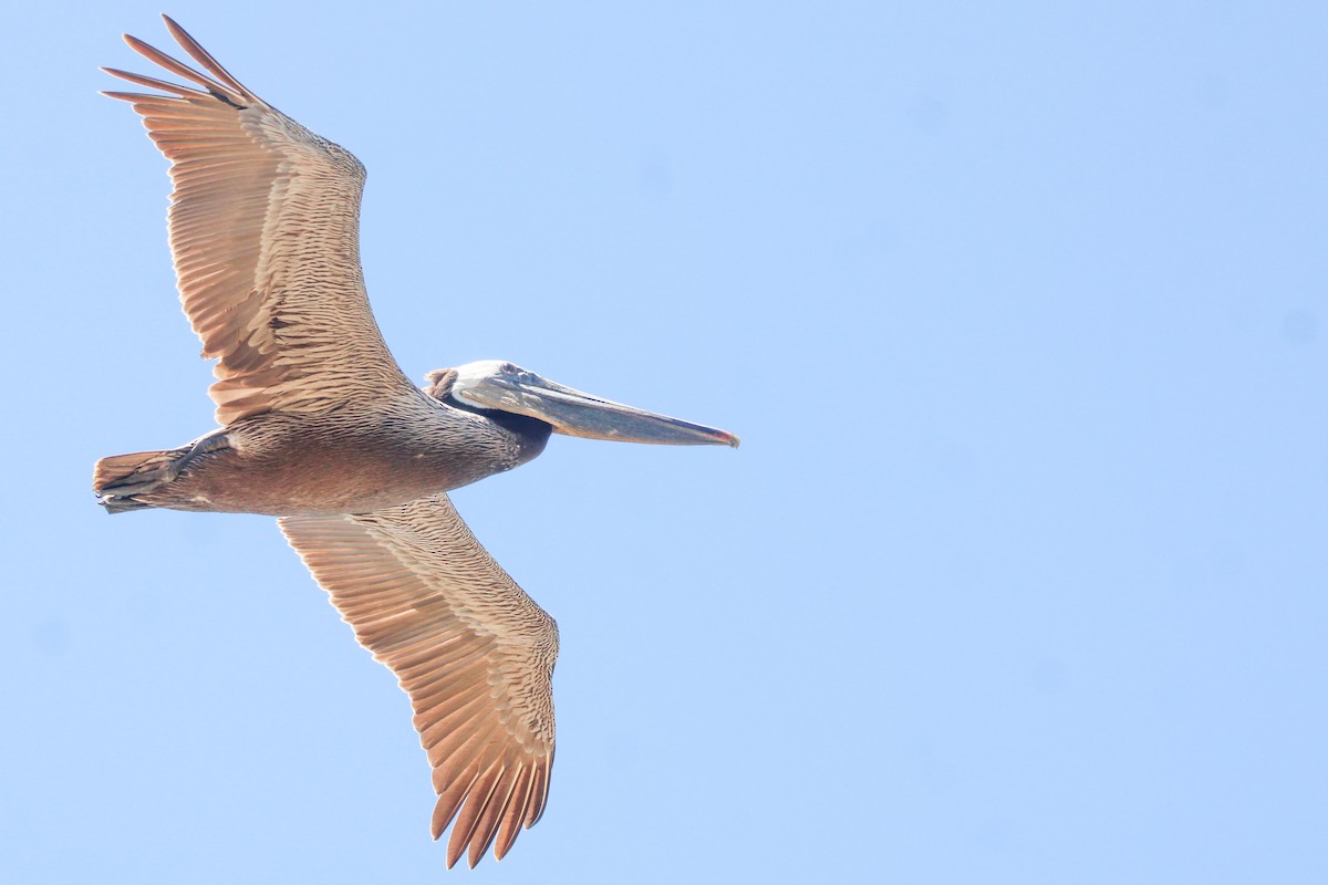 Бурый пеликан (californicus) - ML619289044