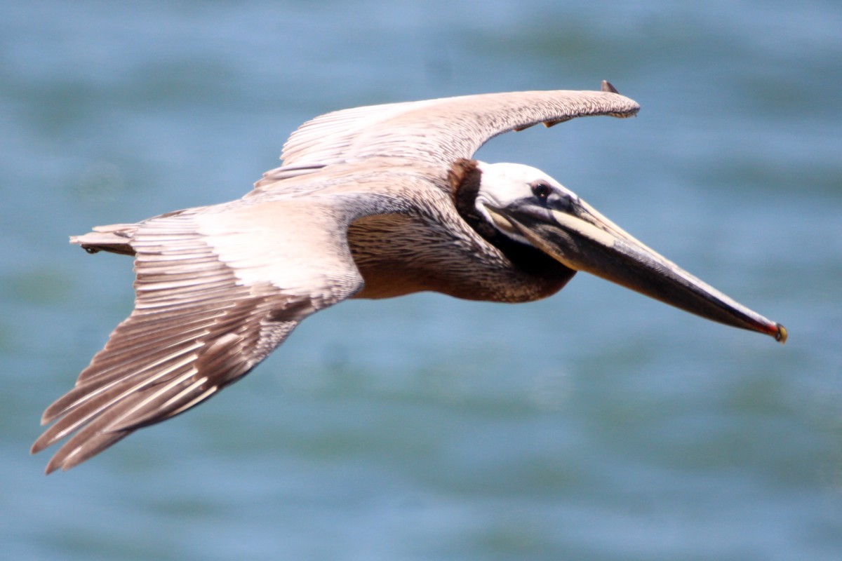 pelikán hnědý (ssp. californicus) - ML619289045