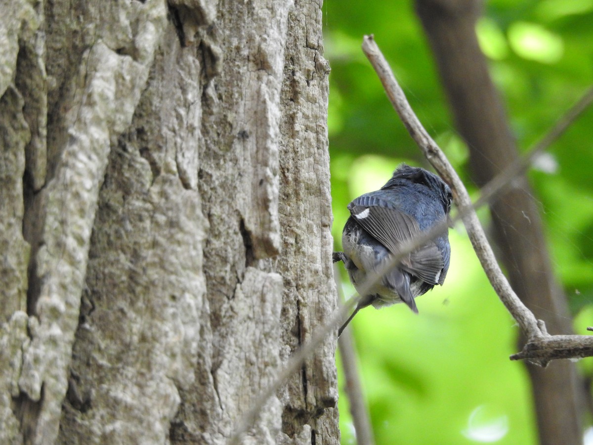 Black-throated Blue Warbler - ML619289118