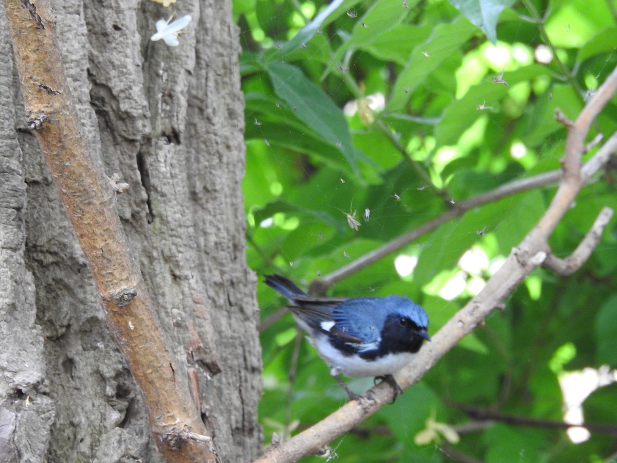 Black-throated Blue Warbler - ML619289120