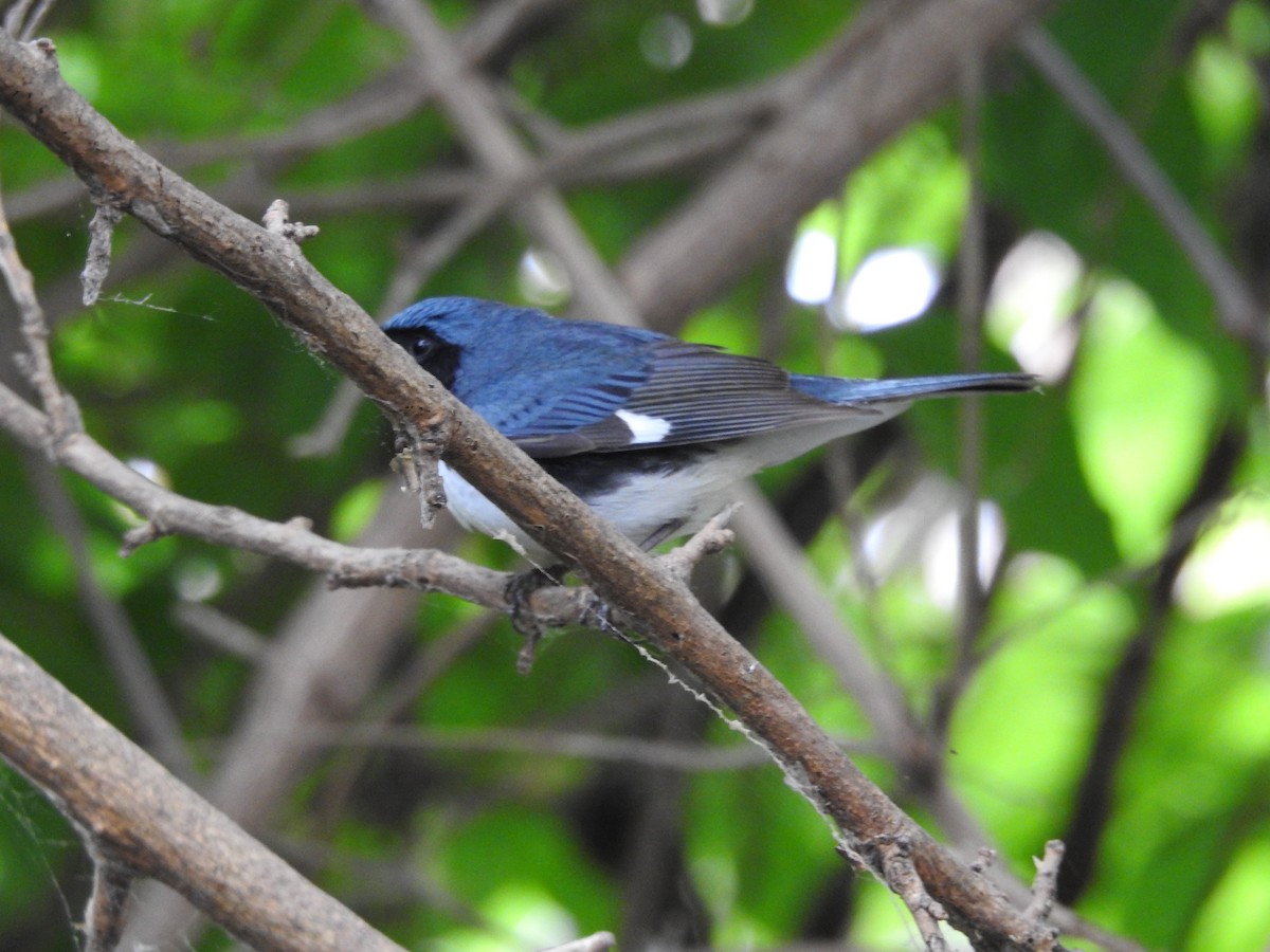 Black-throated Blue Warbler - ML619289123