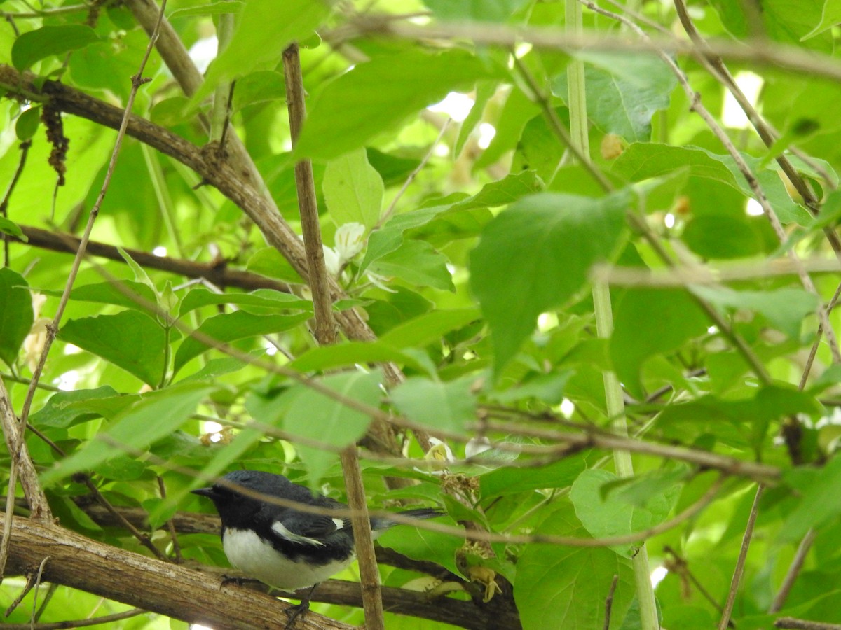 Black-throated Blue Warbler - ML619289128