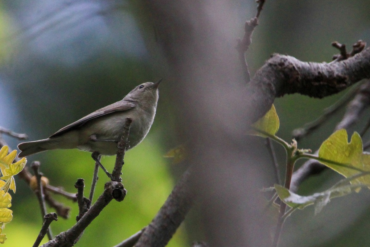 Lucy's Warbler - ML619289135