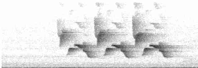 Каролинский крапивник - ML619289274
