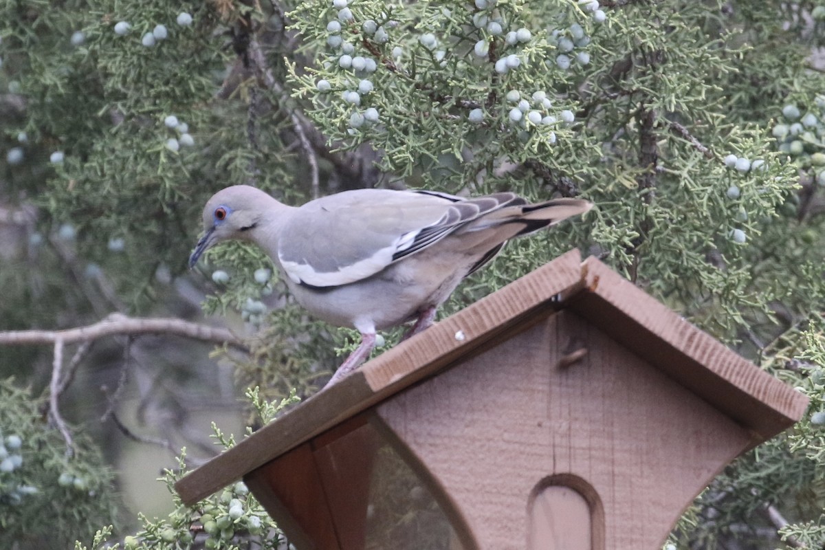 White-winged Dove - ML619289299