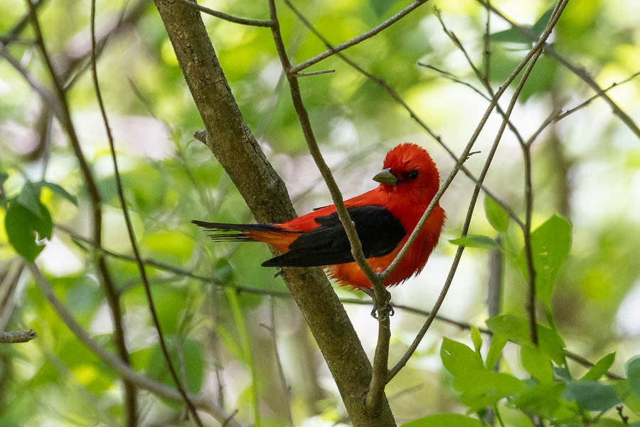 Scarlet Tanager - ML619289311