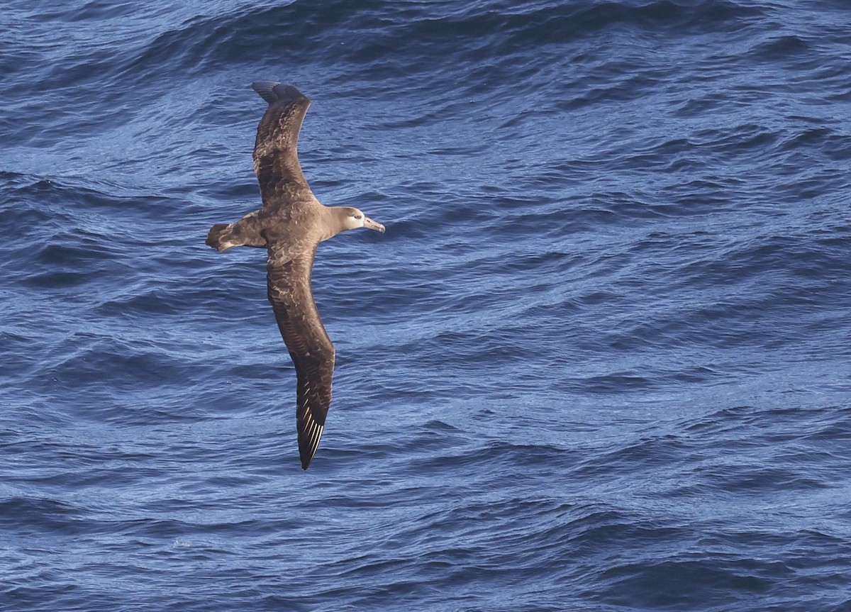 Albatros à pieds noirs - ML619289398